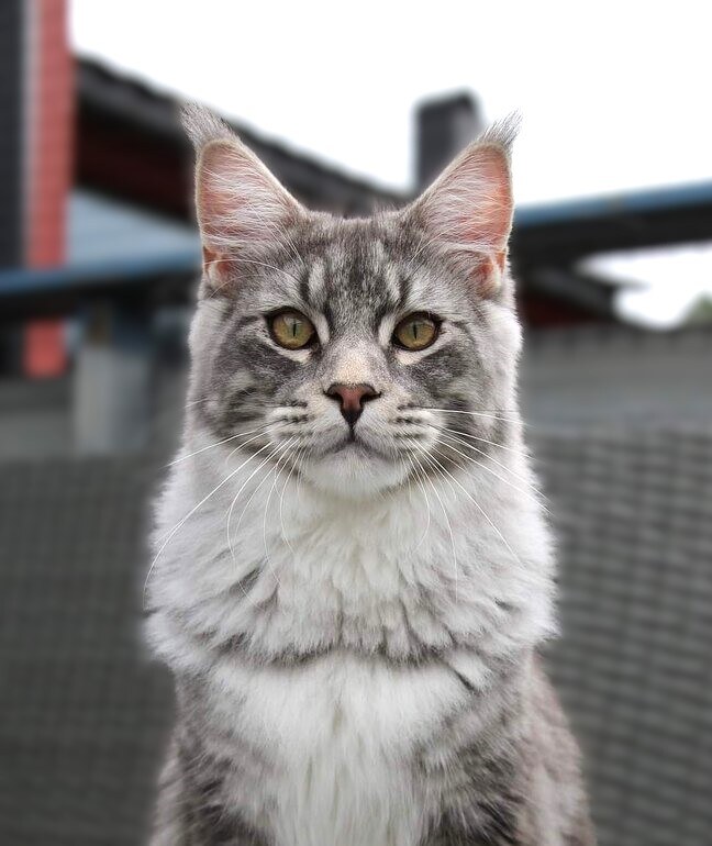 GIC JCH KCH NO*Fjordlynx Loverboy