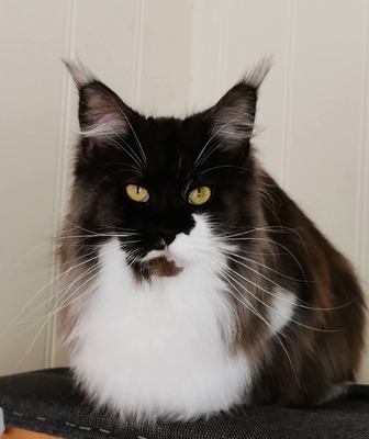 IC KCH NO*Fjordlynx Noble Diamond (Dolly)