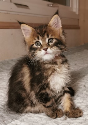 NO*'Fjordlynx Perfect Sirius Star (Siri)