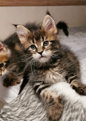 NO*Fjordlynx Perfect Bitchy Star (Bitten)