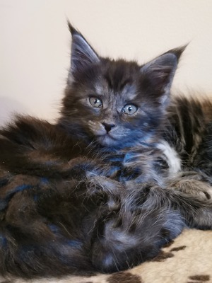 NO*Fjordlynx Perfect Princess Superstar (Tjorven)