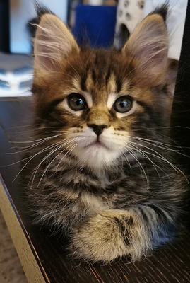 NO*Fjordlynx Perfect Orion Star (Ori)