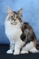 IC SE*WH Jolly Tail's Erika Star