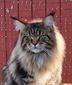 IC KCH NO*Fjordlynx Noble Ruby